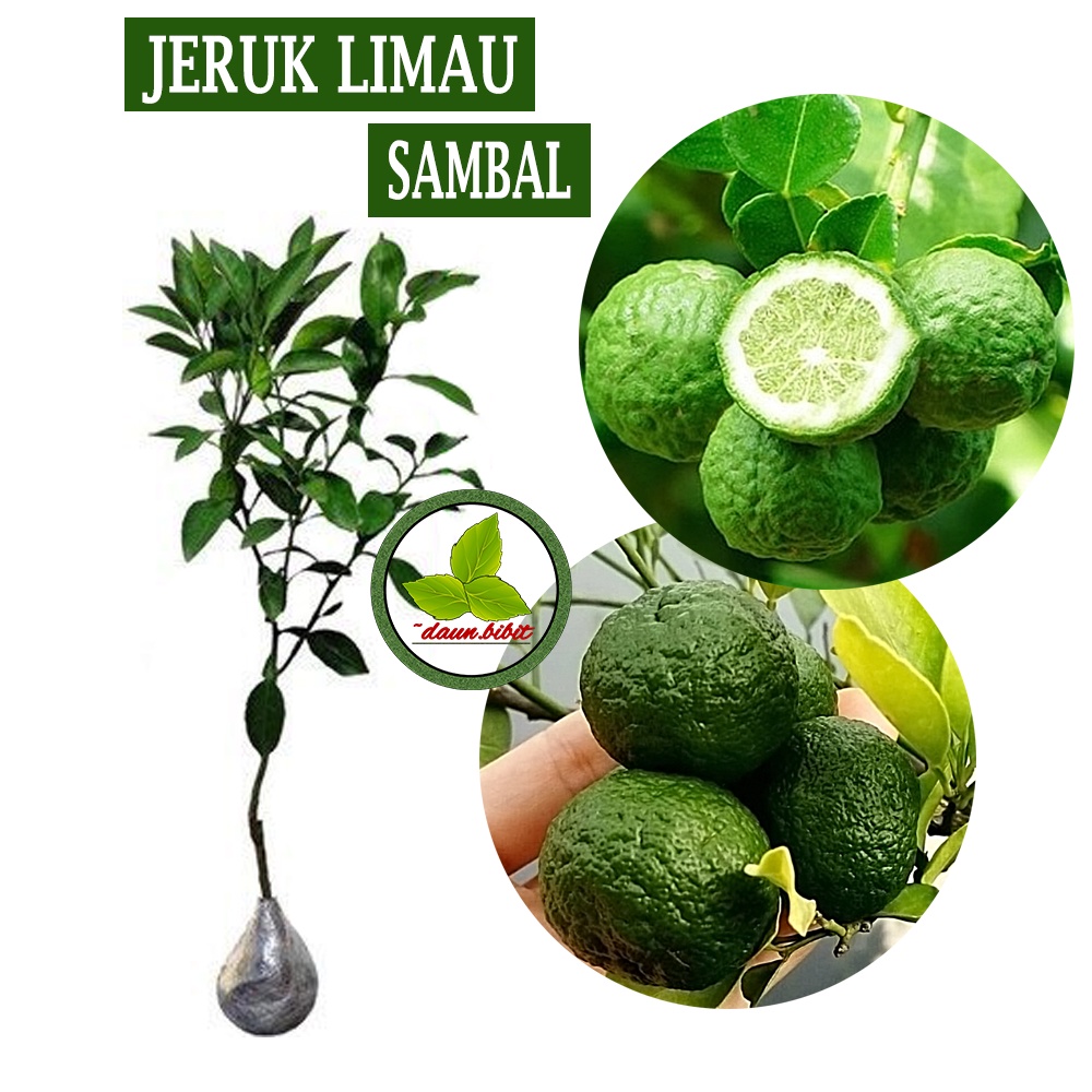 Bibit Jeruk Limau Untuk Sambal