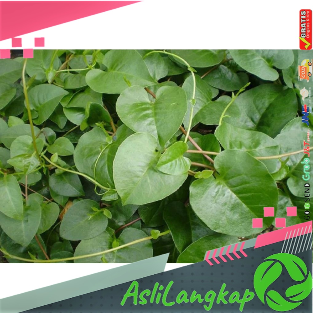 

Daun Binahong Hijau Segar 100 gr Petik Dadakan