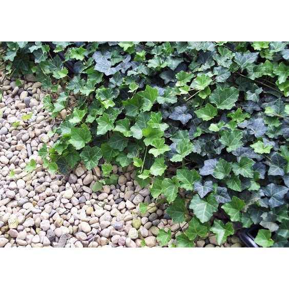 English Ivy