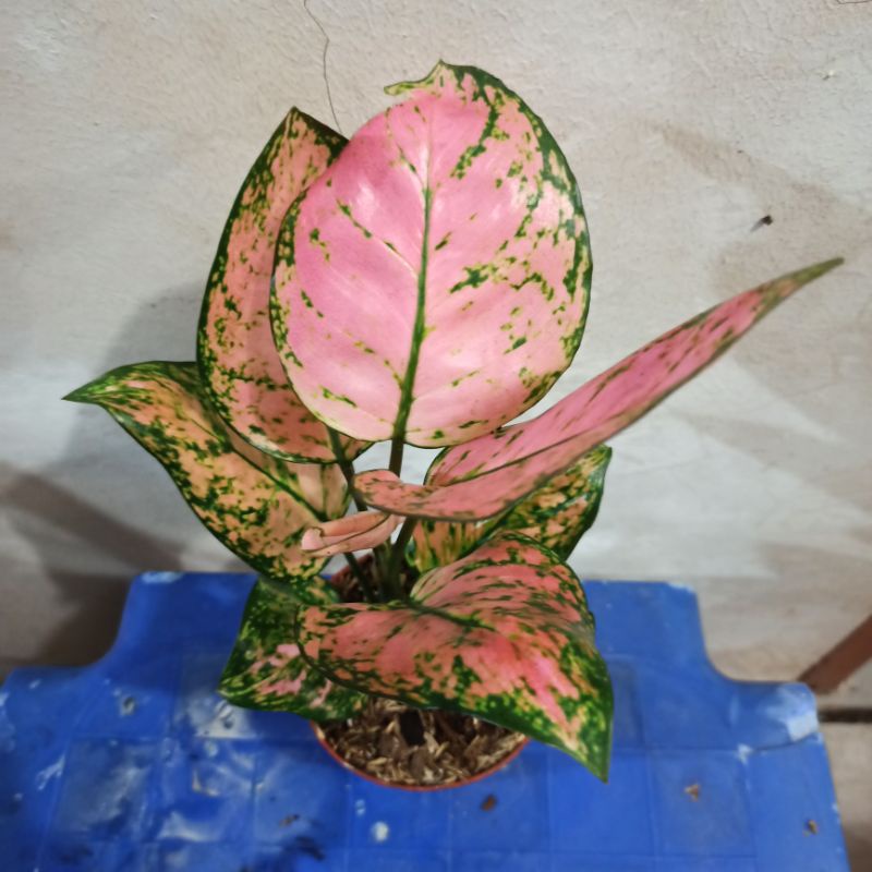 Aglonema lady valentine jumbo