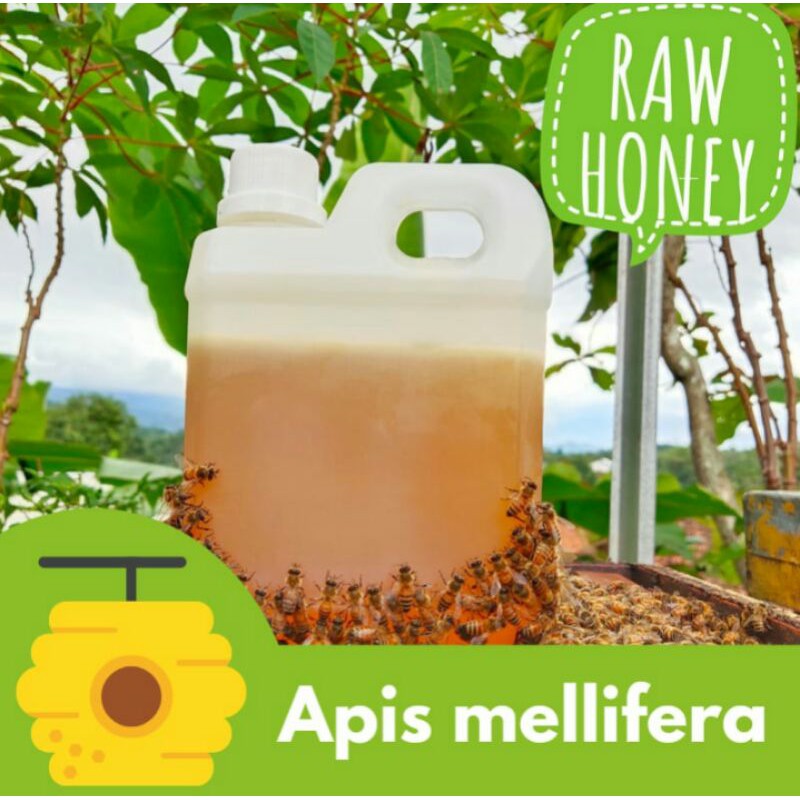 

RAW HONEY APIS MELIPERA, Madu Mentah Asli Murni