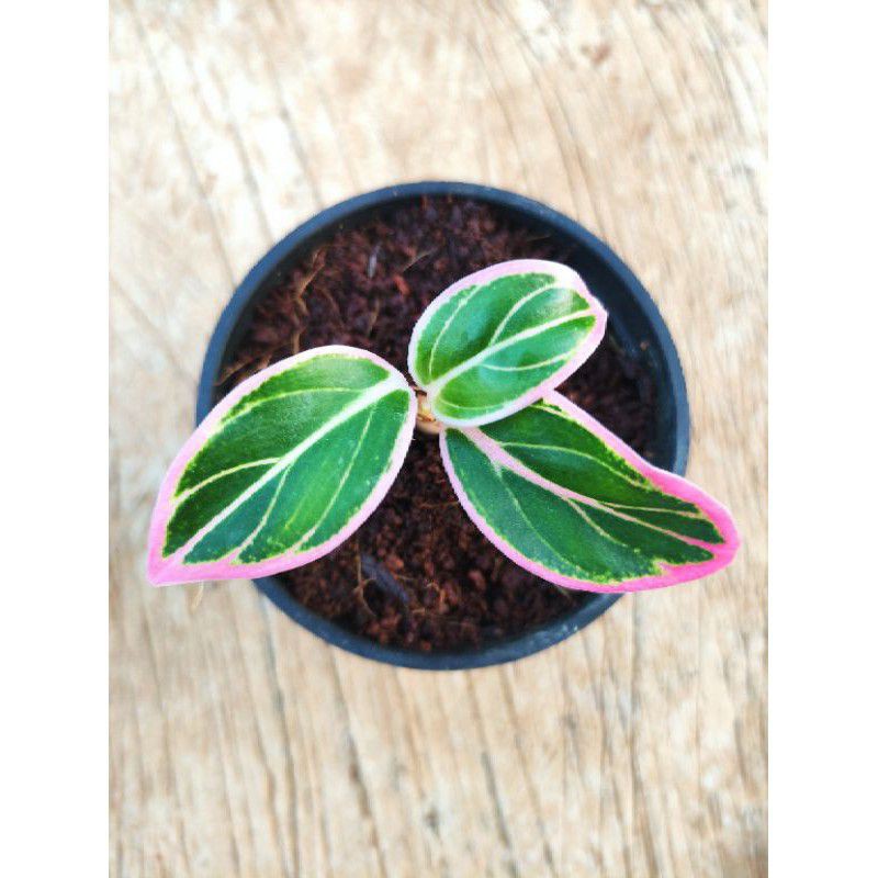 aglonema baby lotus Delight