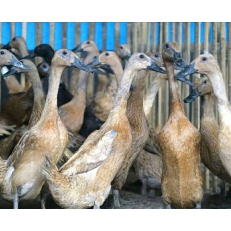 bebek petelur unggul betina sedang