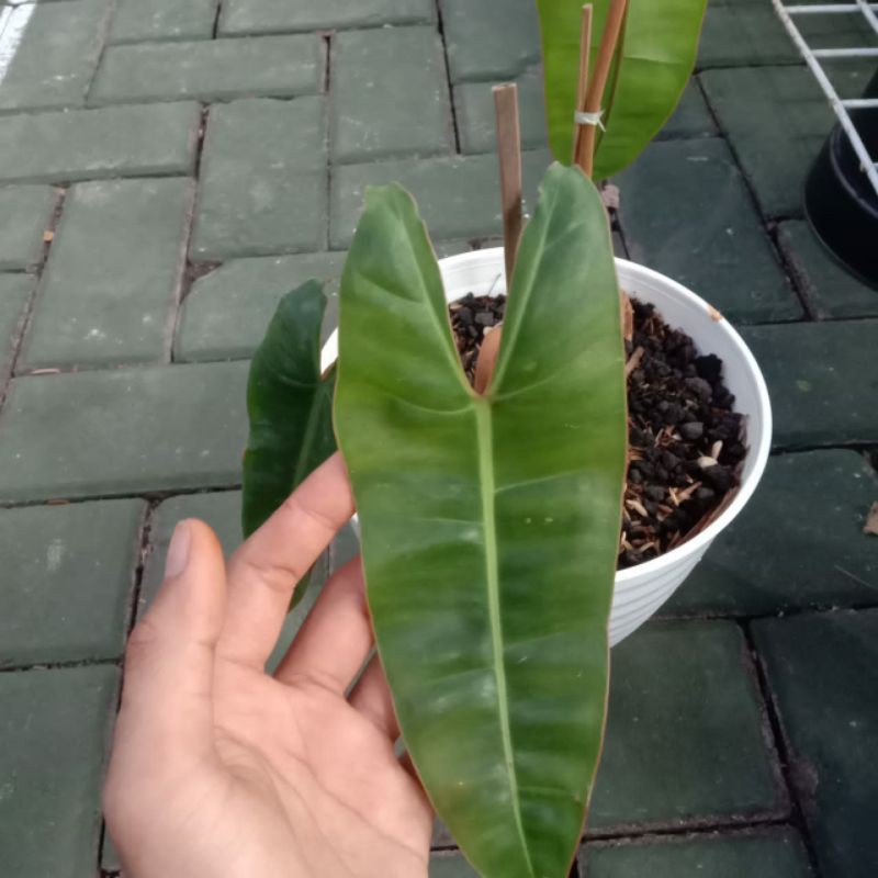 Tanaman Hias Philodendron Kabel Busi - Kabel busi