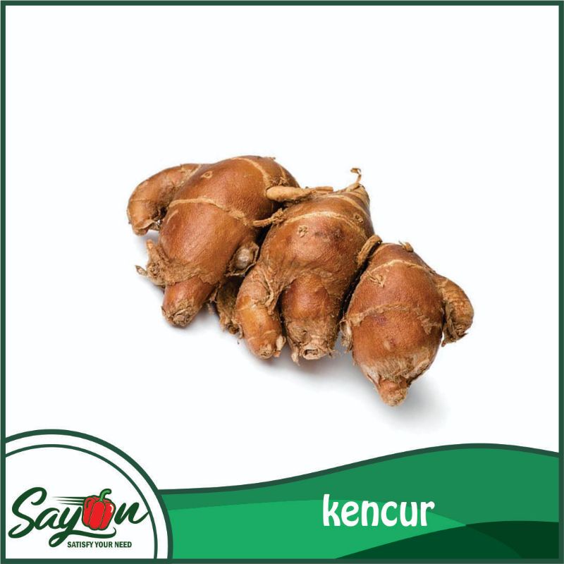 

Kencur , Cikur , Bahan Masak - Sayon Jogja