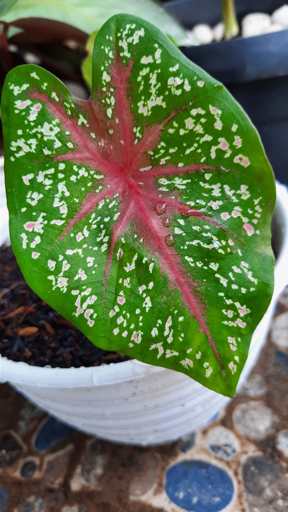 Tanaman Hias Keladi Red