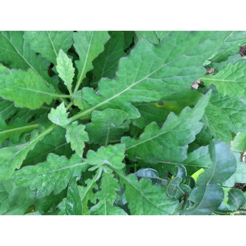 

PROMO daun dewa petik segar ORGANIK bebas pestisida