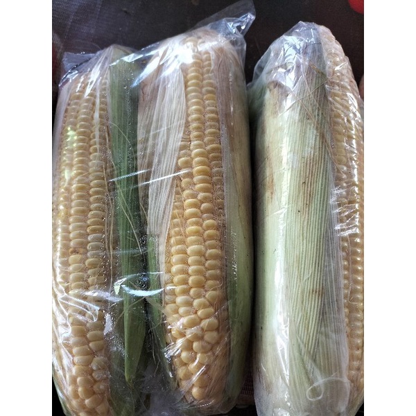 

JAGUNG