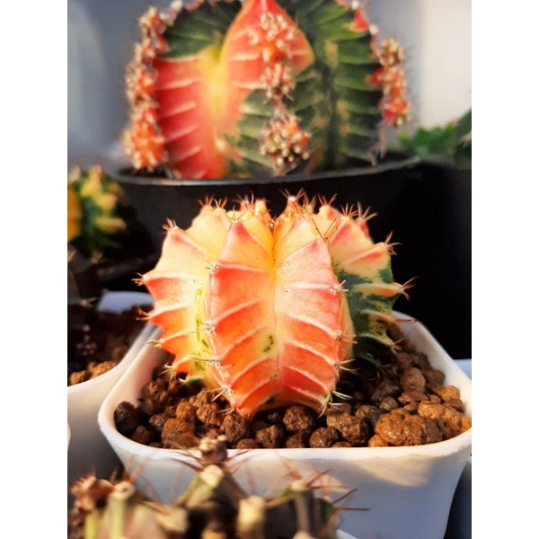 Kaktus Gymnocalycium Miha Variegated