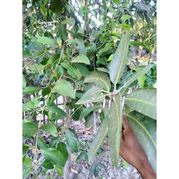 

BENALU MANGGA KERING HIJAU 1000 GRAM (PREMIUM QUALITY)