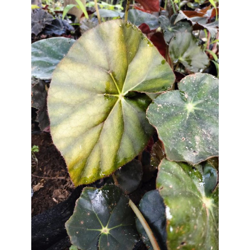 

begonia dark Coco