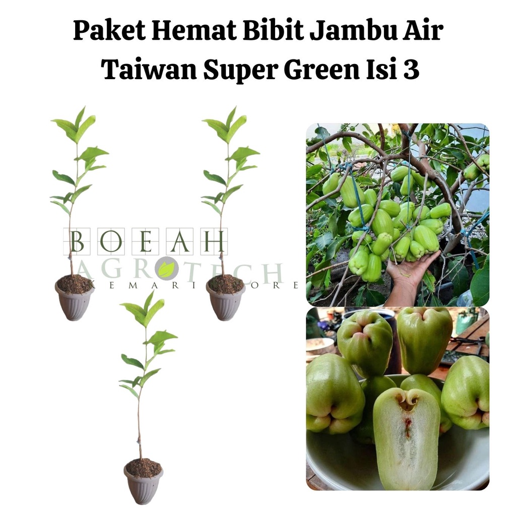 Paket Hemat Bibit Jambu Air Taiwan Super Green Isi 3 Bonus Bibit Strawberry+Polibag