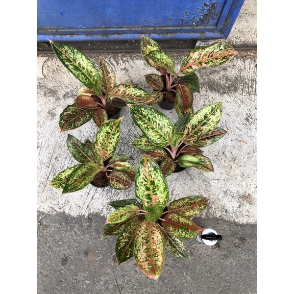 aglaonema coconut delight