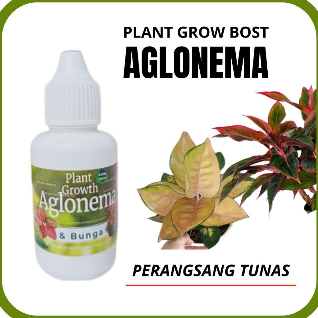 Pupuk Penumbuh Tunas Aglonema Terbaik, Pupuk Hormon Perangsang Akar Tunas Daun Aglonema Agar Lebat C