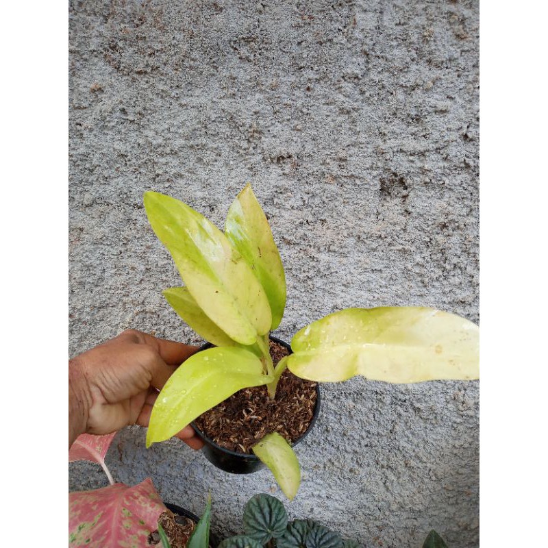 POHON SIRIH GADING CENTONG-tanaman sirih gading centong