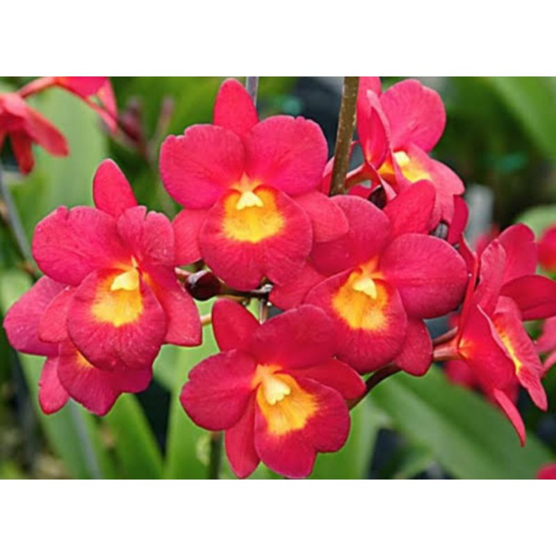 Cattleya Why Not Anggrek Koleksi Mini