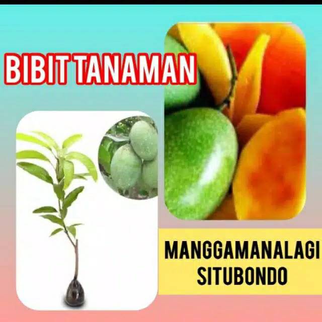 BIBIT MANGGA MADU OKULASI