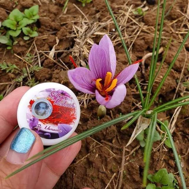 Saffron kashmir by momoidea