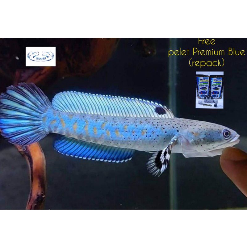 Channa Pulchra 7-8cm Free Pelet