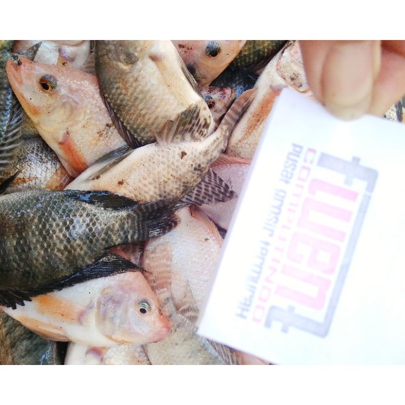 

ikan nila seGarrr 1kg nila segar murah ajahh new
