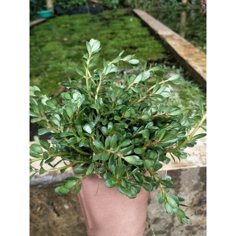 Tanaman aquascape Almania bonsai