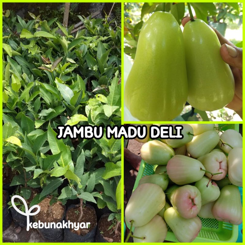 Bibit Jambu Madu Deli Tanaman Buah Jambu Madu Deli