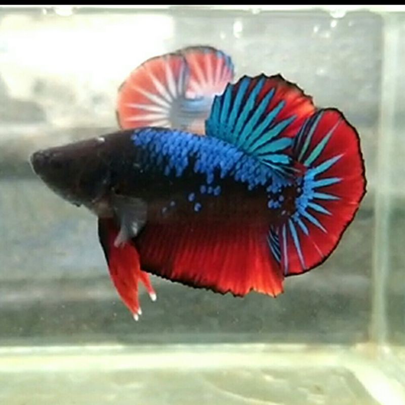 Betta Cupang Black Series Avatar Proses Mutasi Warna