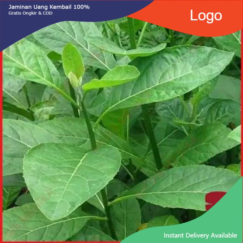 

Promo daun afrika selatan segar 500gram non kimia siap petik ke kebun