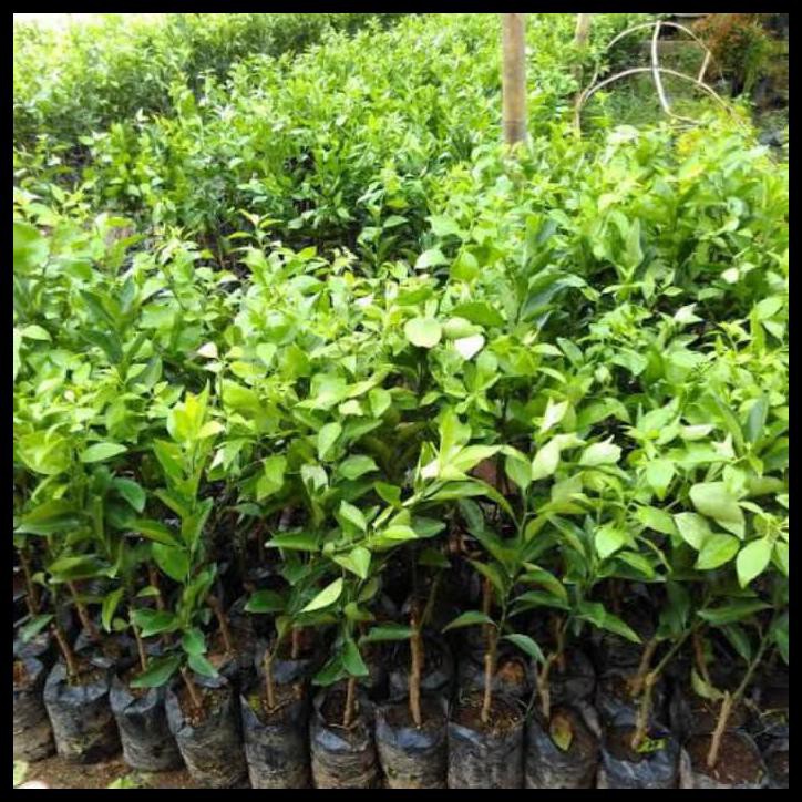 Bibit Pohon Jeruk Santang Madu - Tanaman Buah Jeruk Santang Madu Manis