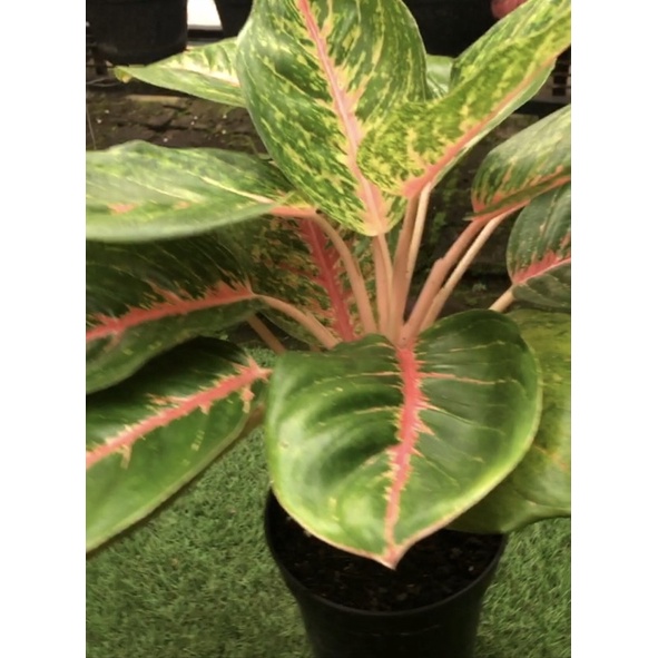 aglonema big papa jumbo