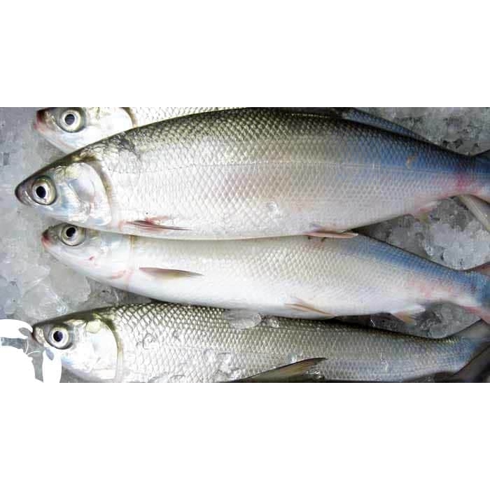 

IKAN BANDENG (1KG)