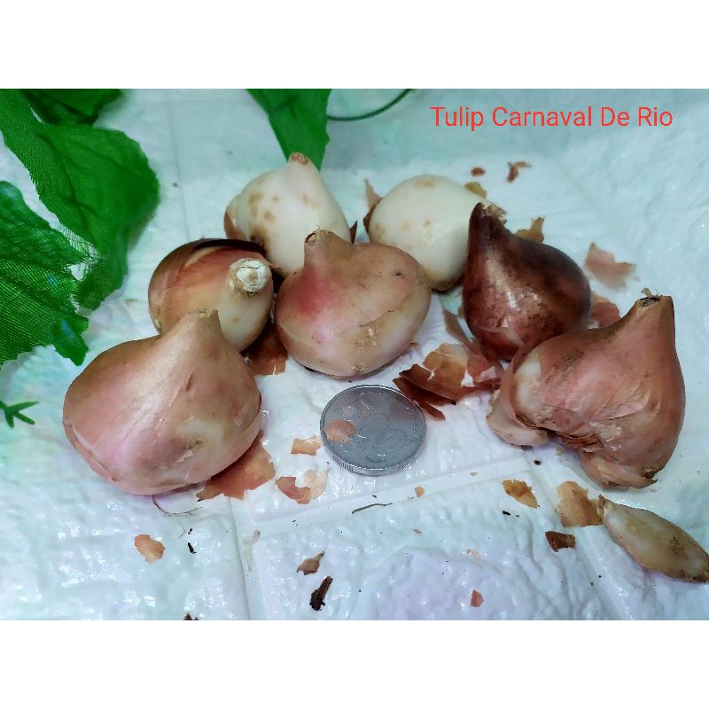 Umbi Bibit Bunga Tulip Carnaval De Rio Asli