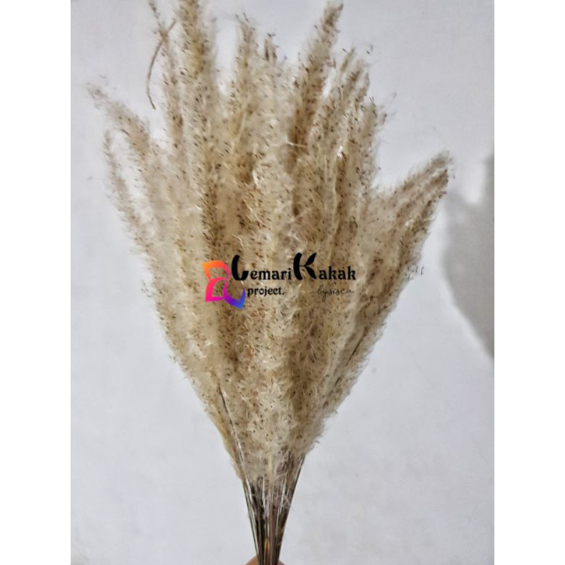 Bunga Kering Pampas Bulu