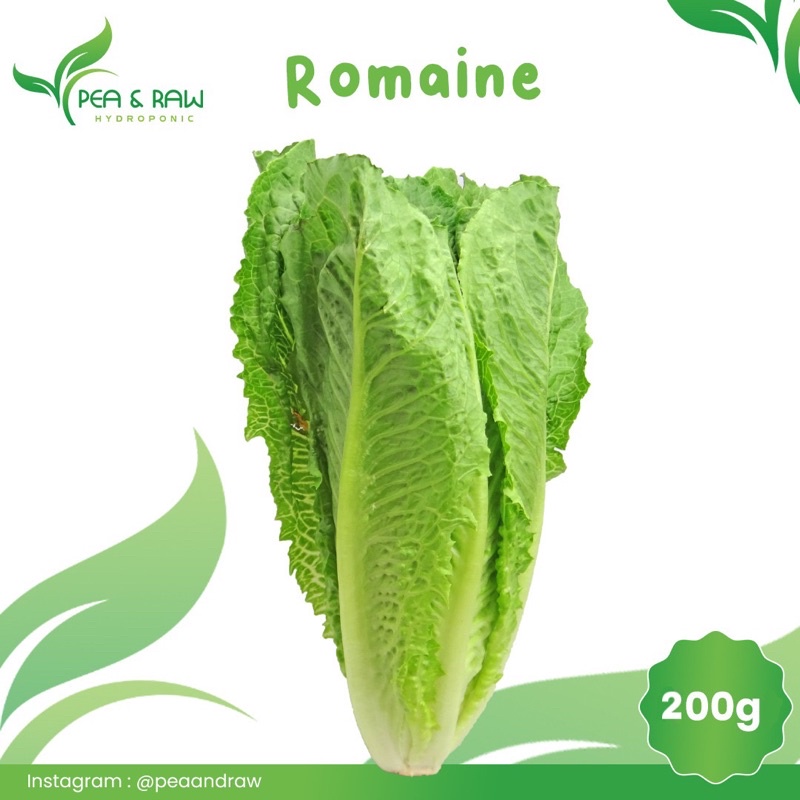 

Romaine Lettuce Hidroponik 200gr
