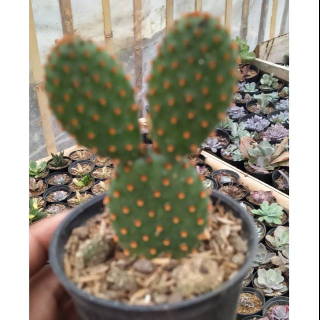 Kaktus panda ownroot duri merah