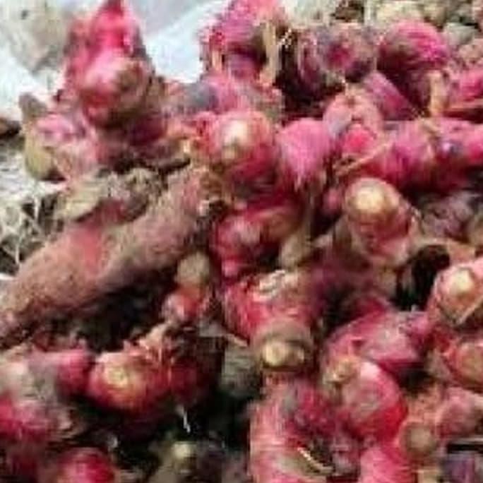 

Jahe Merah Segar 1Kg