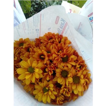 Tanaman Krisan Berbunga Cantik Murah / Bibit Krisan kondisi berbunga murah siap tanam