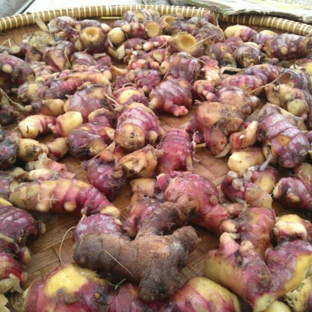 

JAHE MERAH BERSIH TANPA TANAH (1 KILOGRAM)