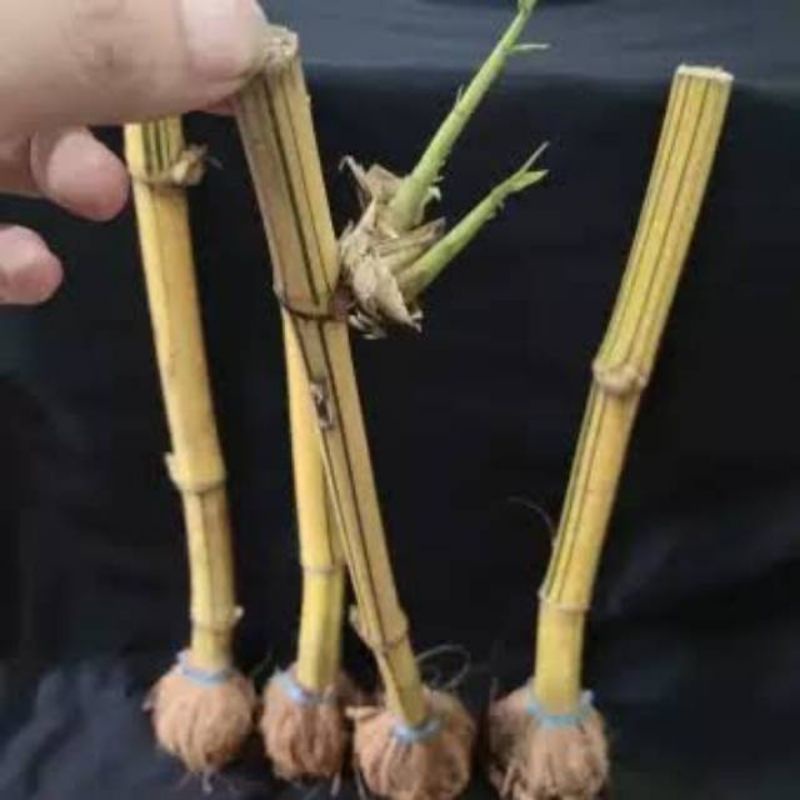 Bibit Stek Bambu Kuning Mini Per Pcs
