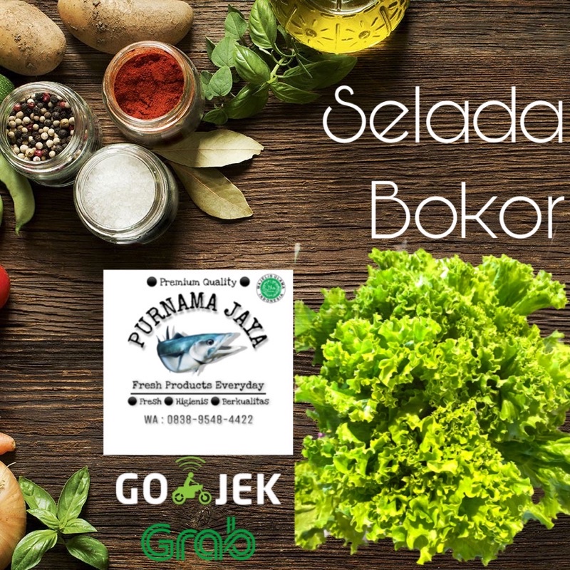 

selada bokor segar