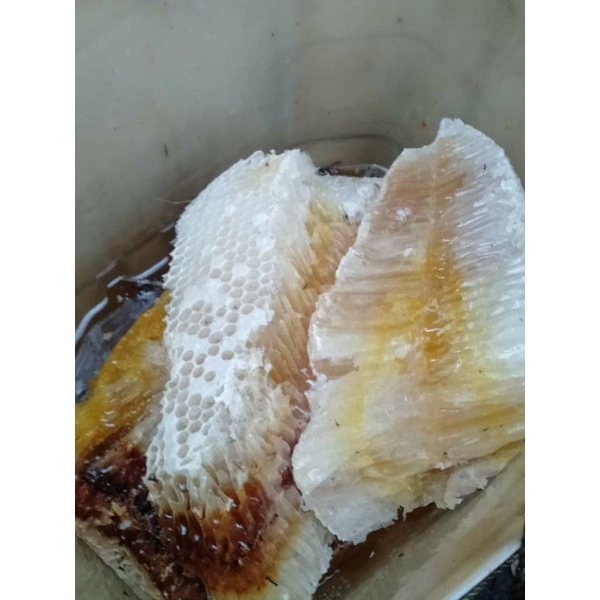 

madu hutan asli