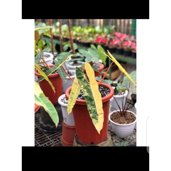 bonggol philodendron kabelbusi varigata