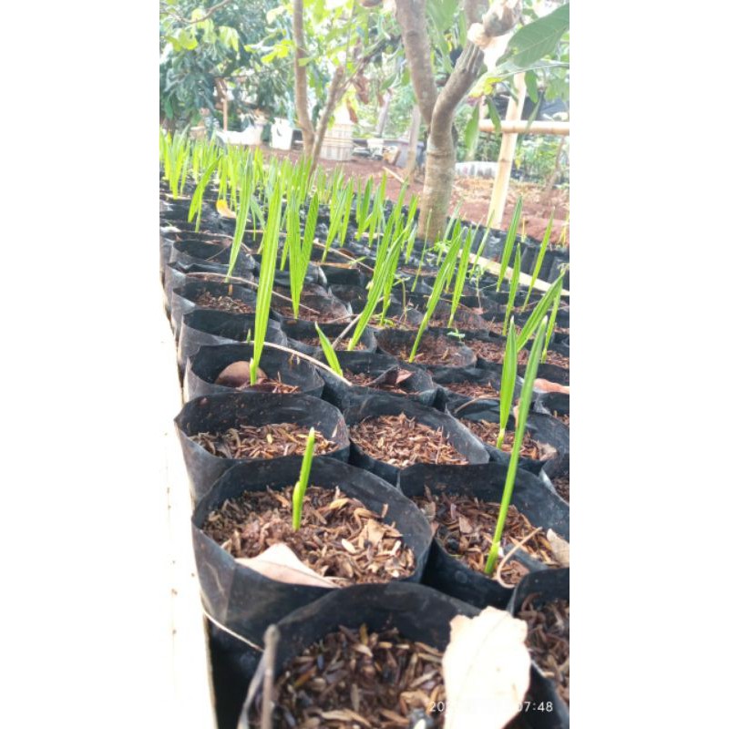 bibit kurma usia 5 bulan