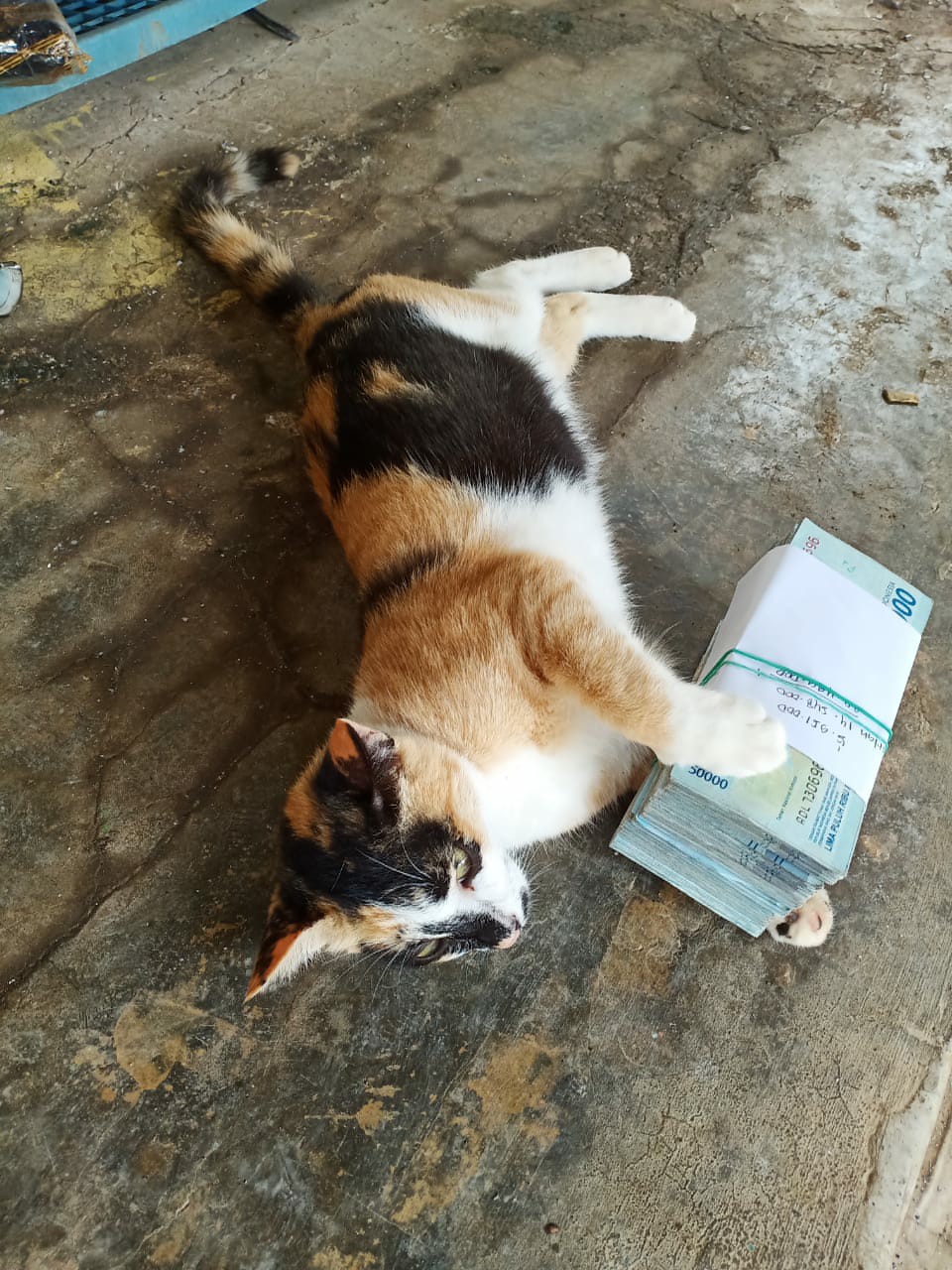 Dwz Pemotong Botol Kaca Glass Bottle Cutter Diy Tool - Wd19 - Silver !!!!!!