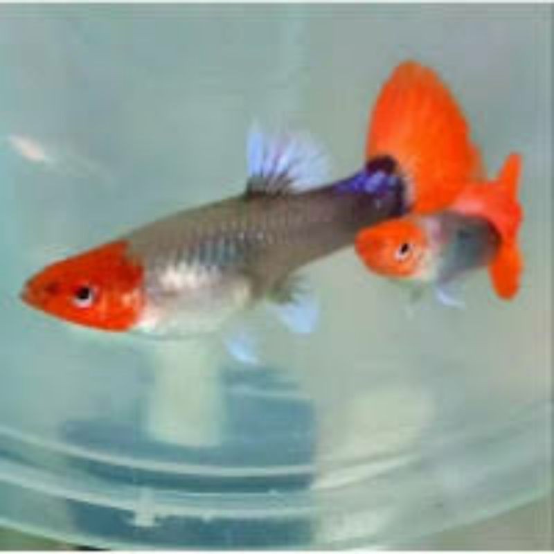 ikan guppy tuxedo koi sepasang