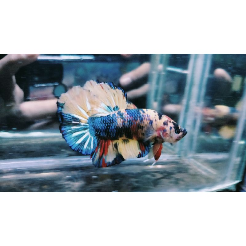 Cupang Grosiran Prataian Giant Multi BO 4,5 5up