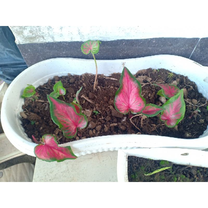 (ANAKAN BABY) Keladi Hias | Caladium Sweety Heart | Keladi Thailand