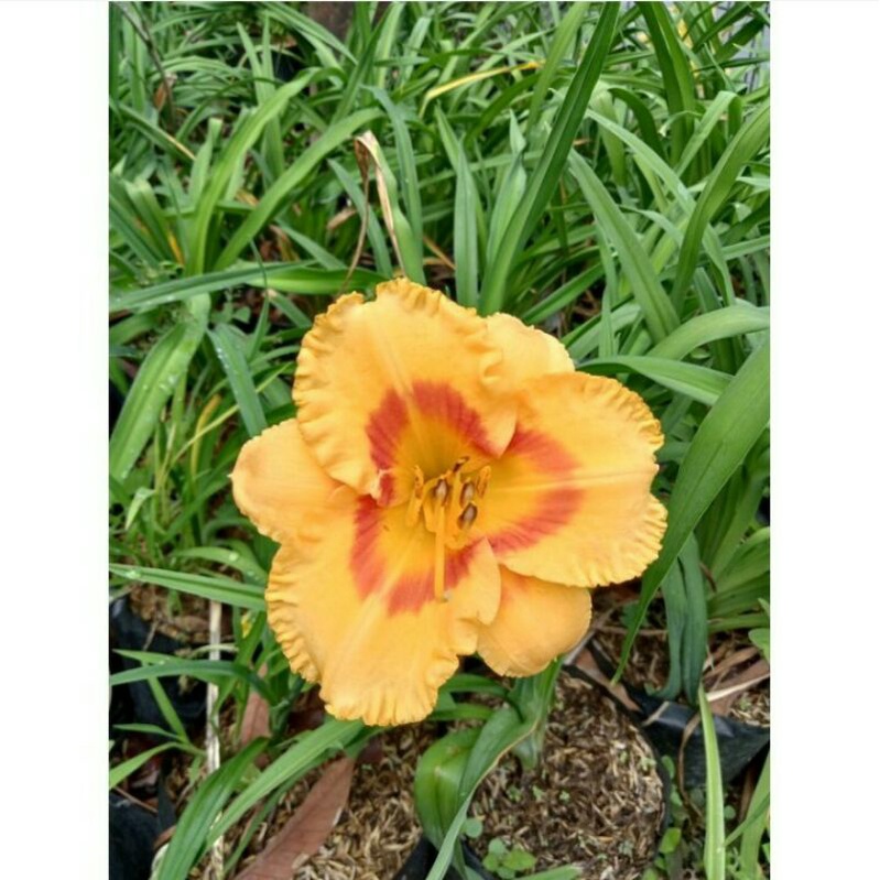 BIBIT BUNGA LILY KUNING