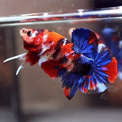 IKAN CUPANG KOI HIAS JENIS PLAKAT SIZE M++