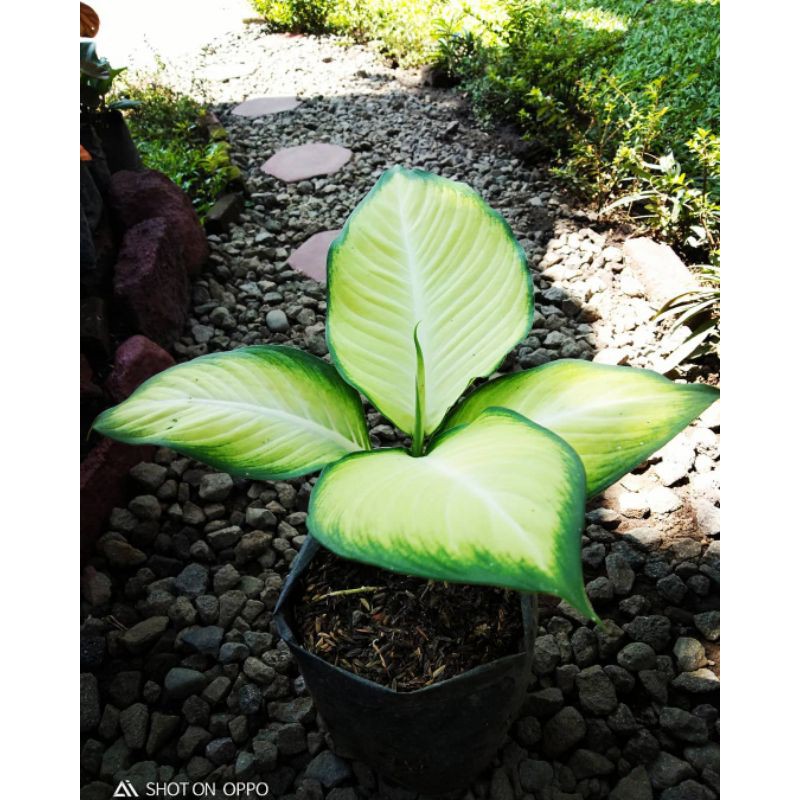 Tanaman Hias Aglonema Tissue - aglonema tissue